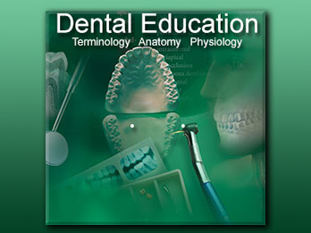 Dental Education: Terminology, Anatomy, Physiology
